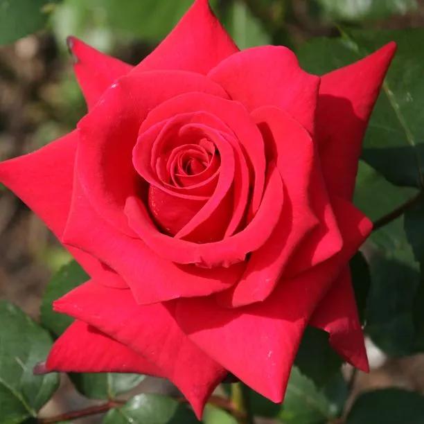 National Trust Rose (Rosa National Trust)
